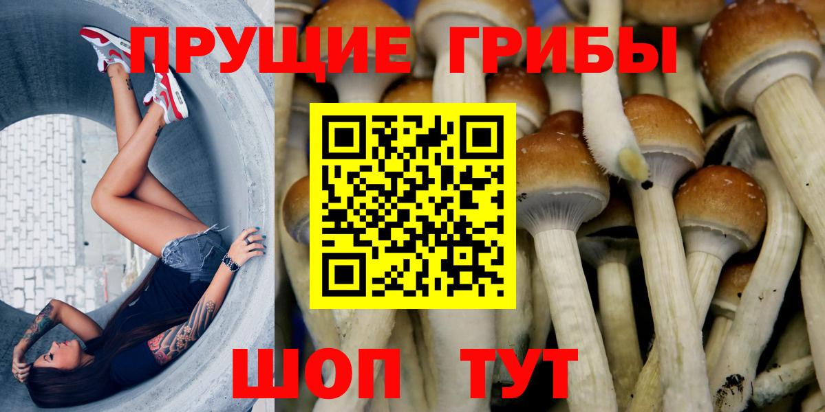 Псилоцибиновые грибы мицелий Тихвин